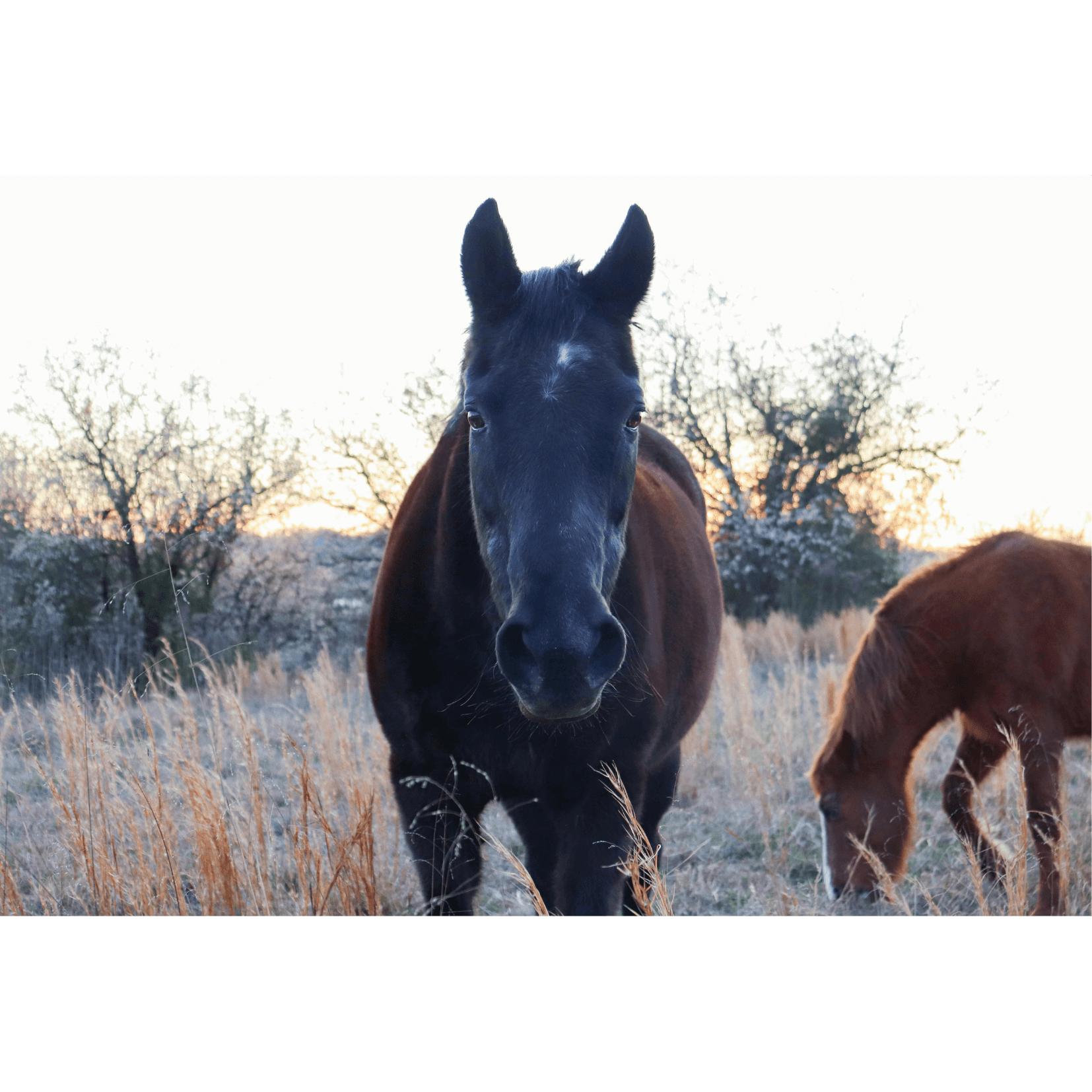 cheval âgé plus à risques photosensibilisation